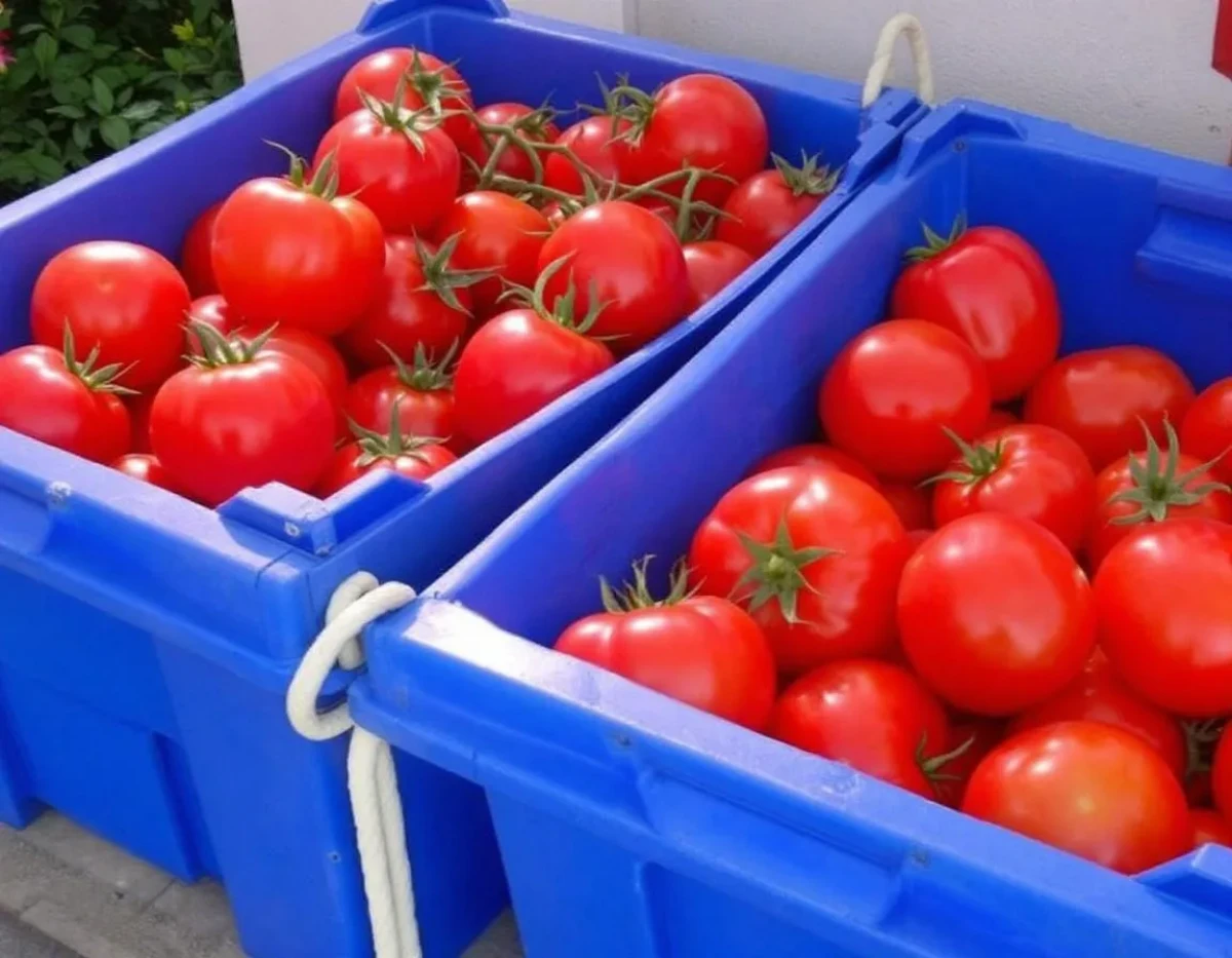 Cultiver des tomates savoureuses en été : le secret méconnu des maraîchers